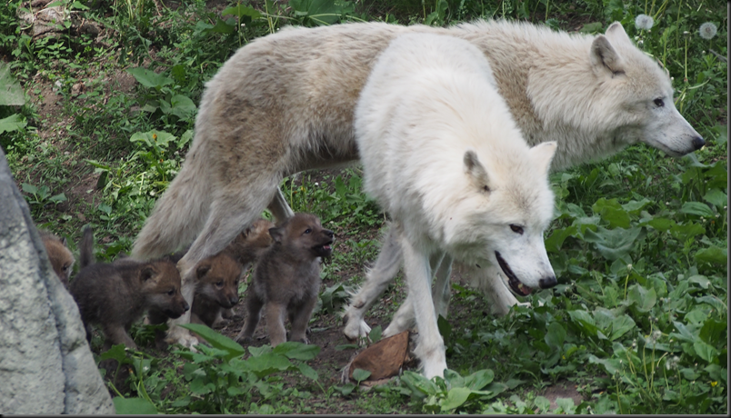 image_thumb19