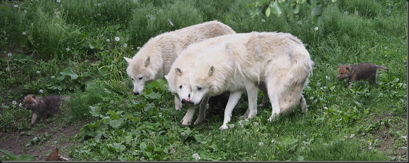 image_thumb30
